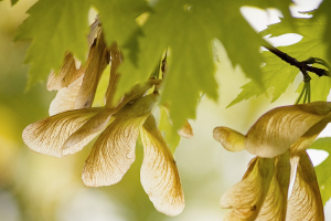 Silver Maple Fruit